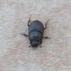 Onthophagus sp.